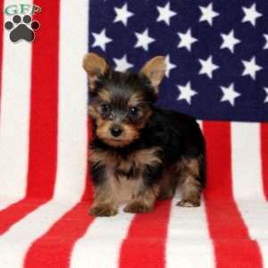 Daphne, Yorkie Puppy